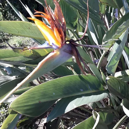 Dom wakacyjny Casa Do Pinheiro Near Obidos With Garden *