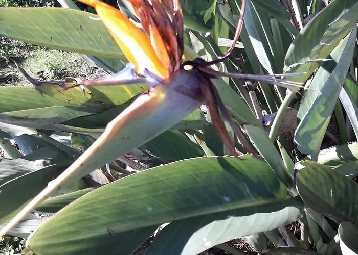 Hébergement de vacances Casa Do Pinheiro Near Obidos With Garden *